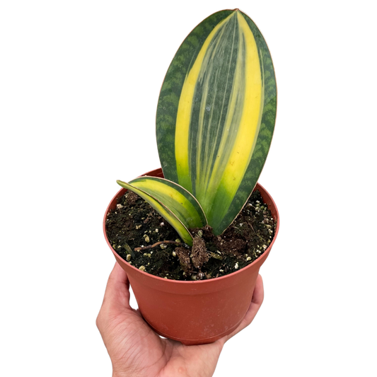 Sansevieria Variegated Shark Fin Snake Plant