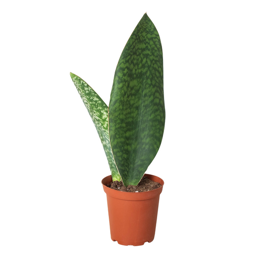 Sansevieria Masoniana Whale Fin Shark Fin Snake Plant Multiple Sizes Available