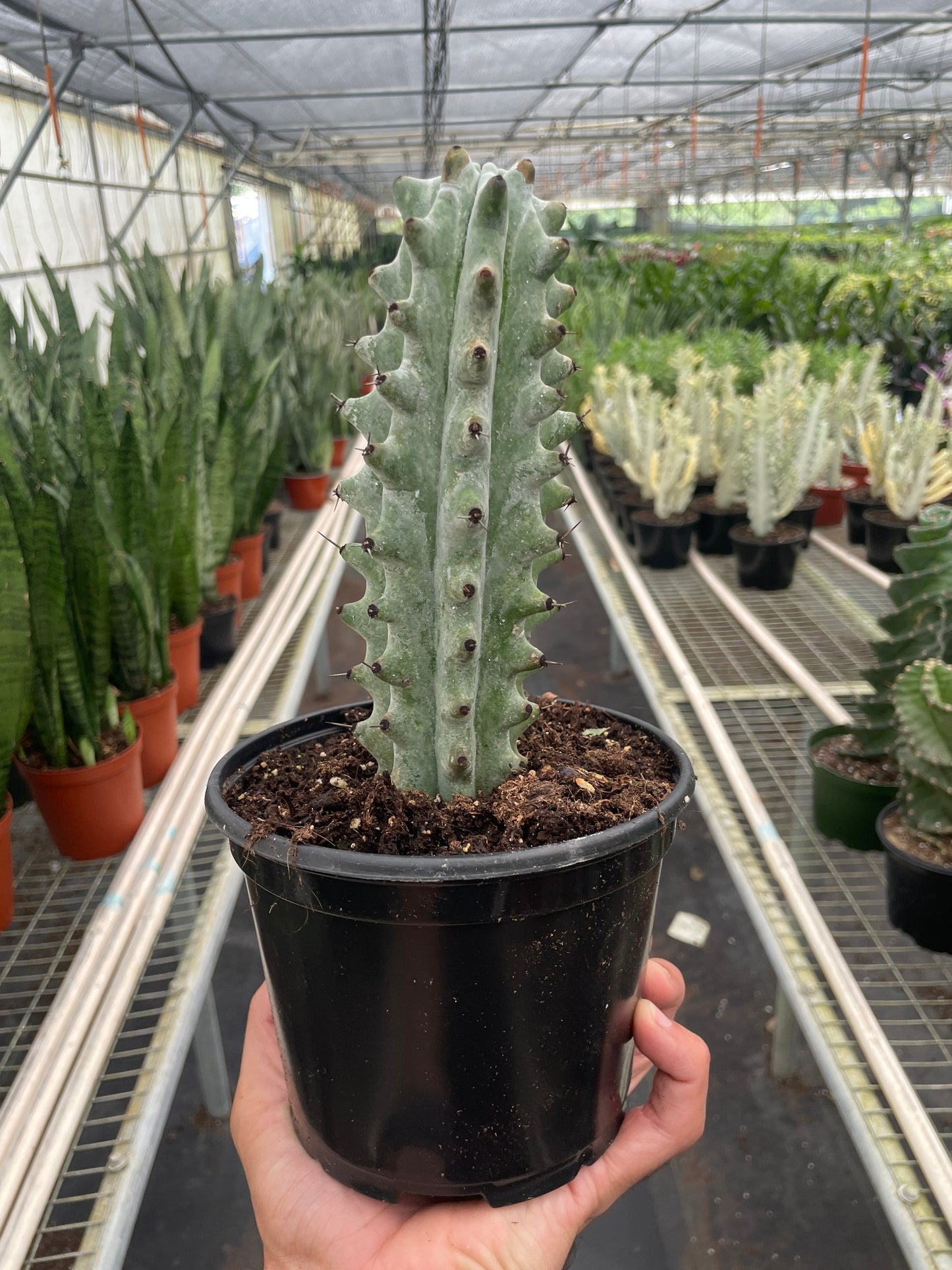 Succulent Cactus Ghost White Boobie 6" Pot Live Plant