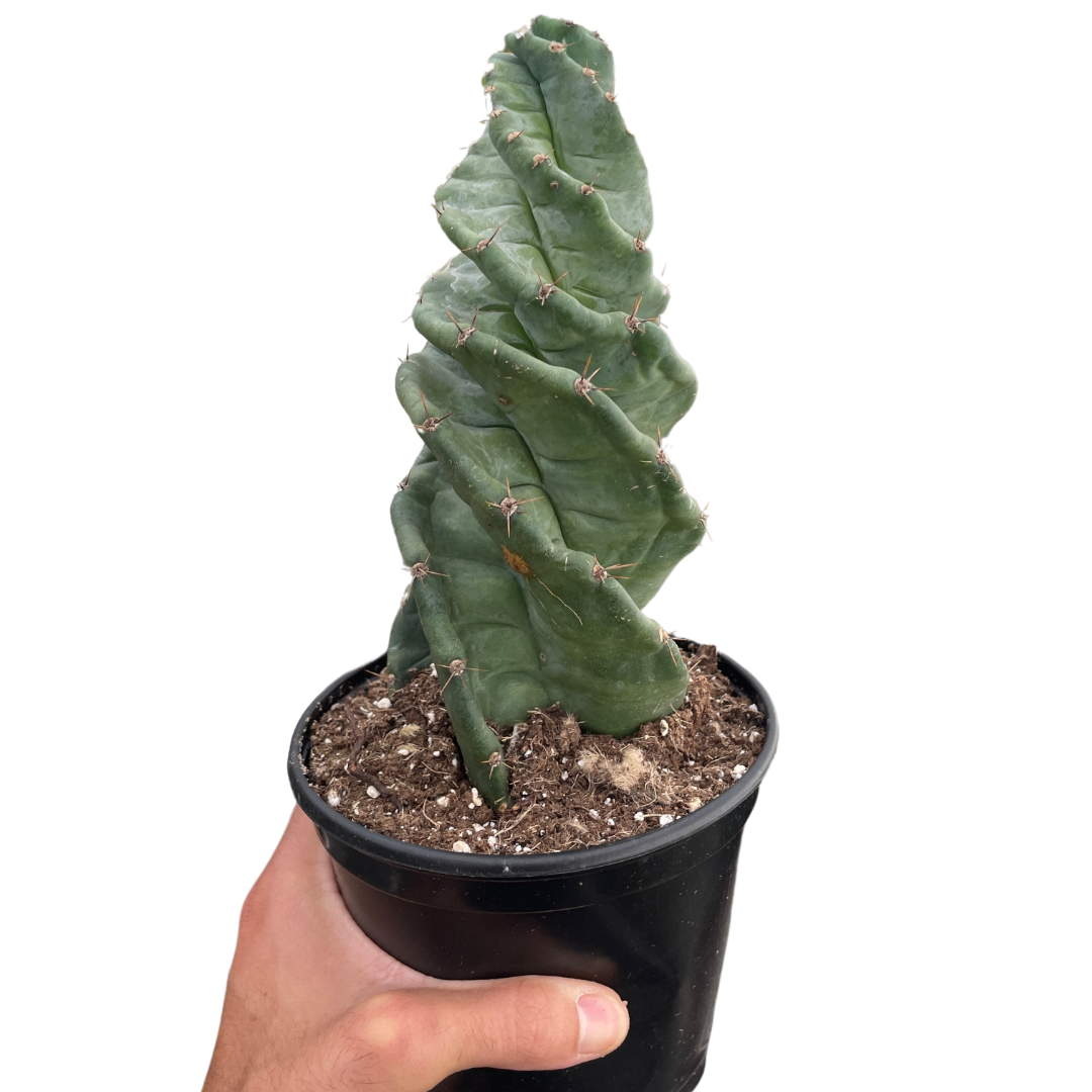 Cereus forbesii 'Spiralis' Two Sizes Available Live Plant