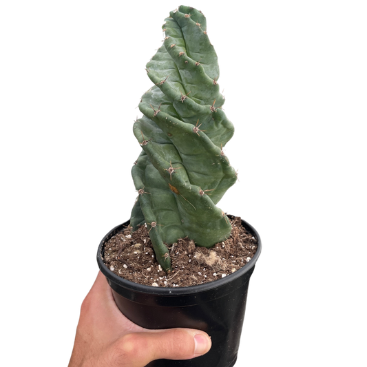 Cereus forbesii 'Spiralis' Two Sizes Available Live Plant