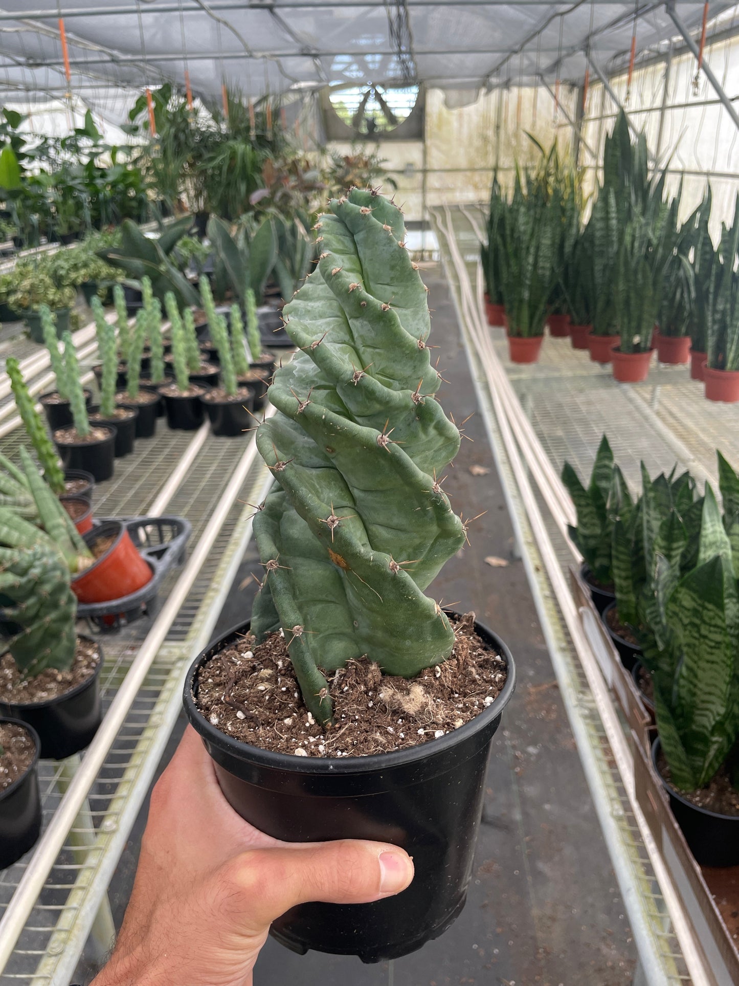 Cereus forbesii 'Spiralis' Two Sizes Available Live Plant