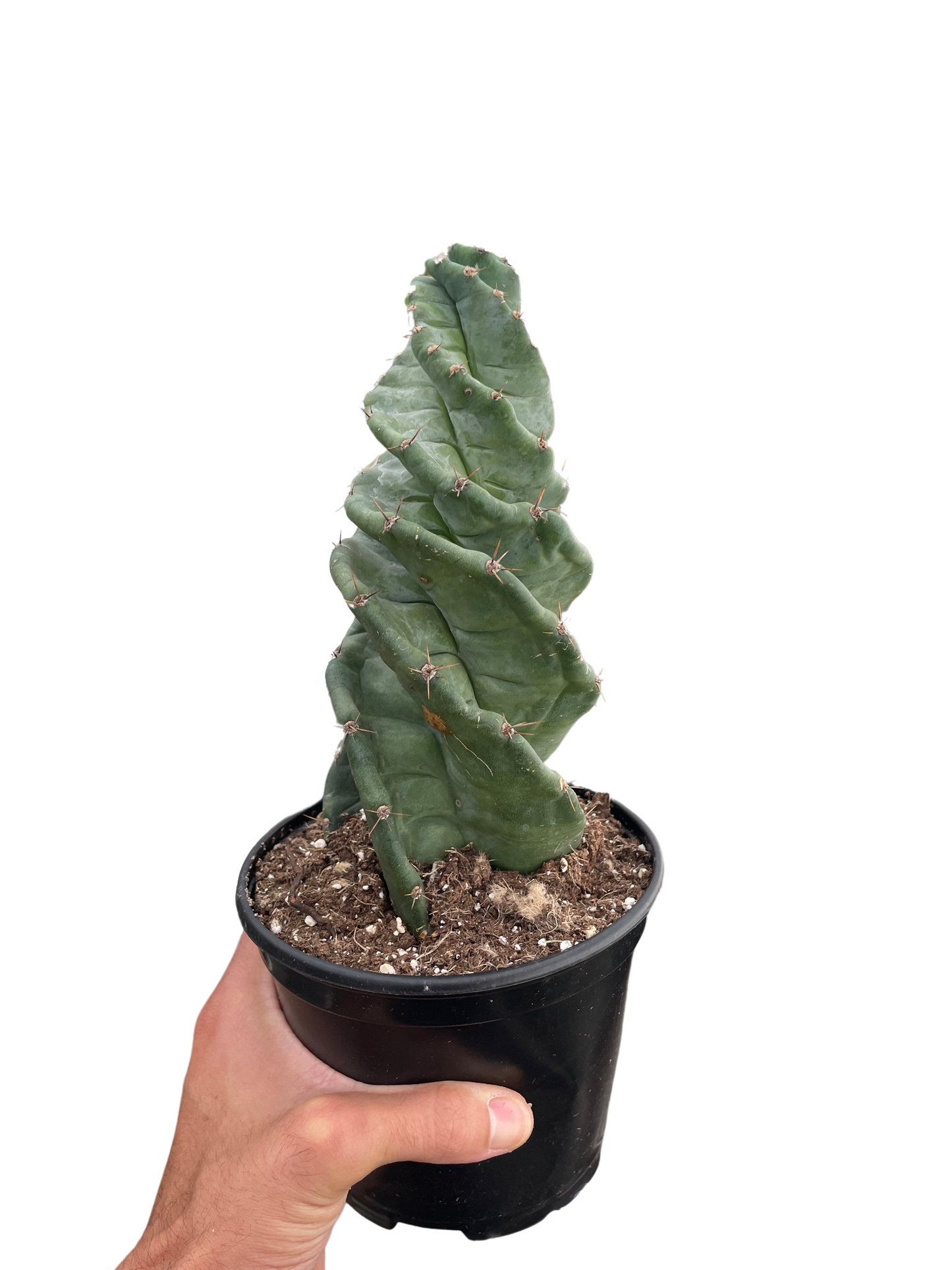 Cereus forbesii 'Spiralis' Two Sizes Available Live Plant