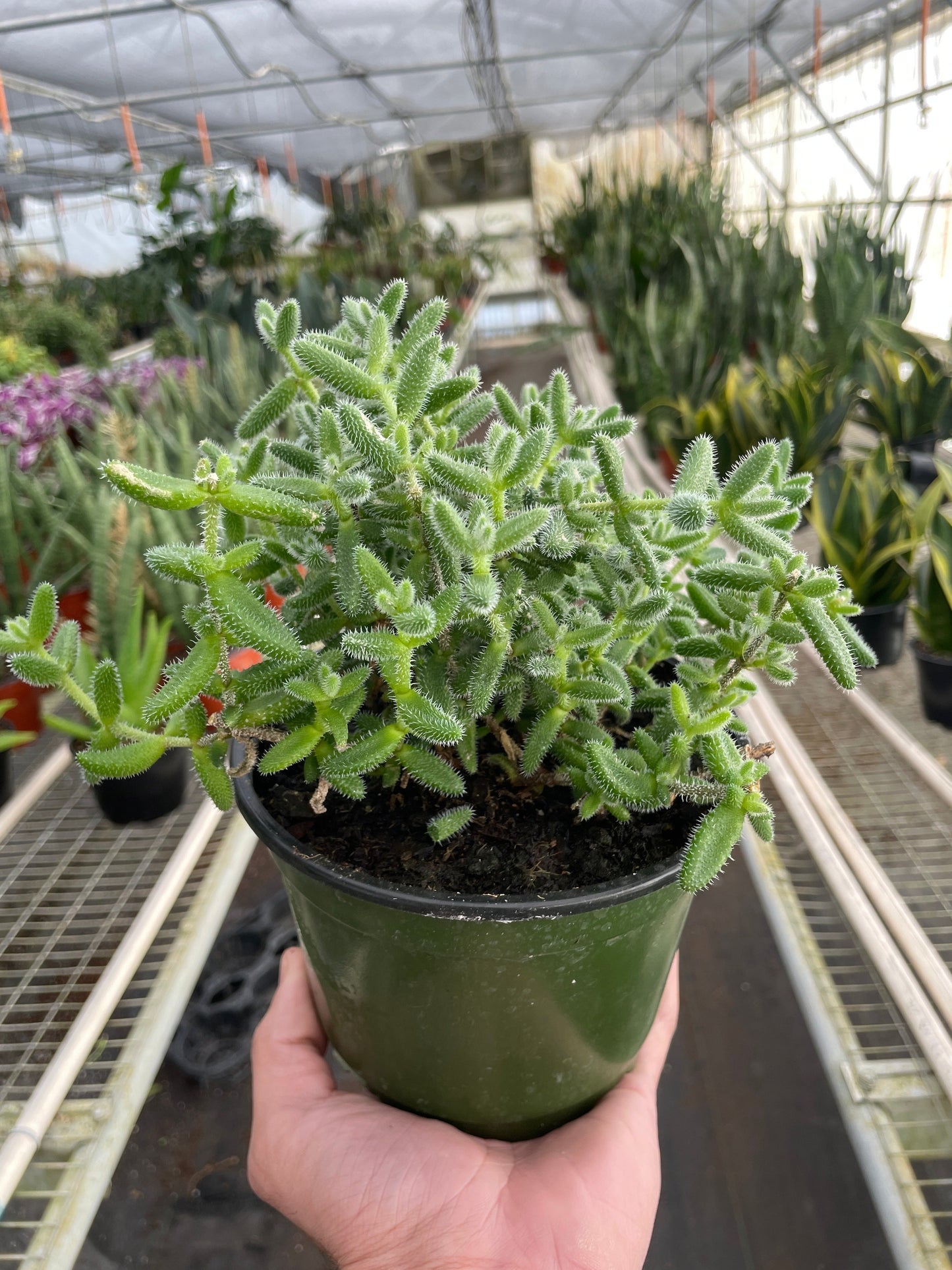 Pickle Plant Delosperma echinatum Live Plant Multiple Sizes Available