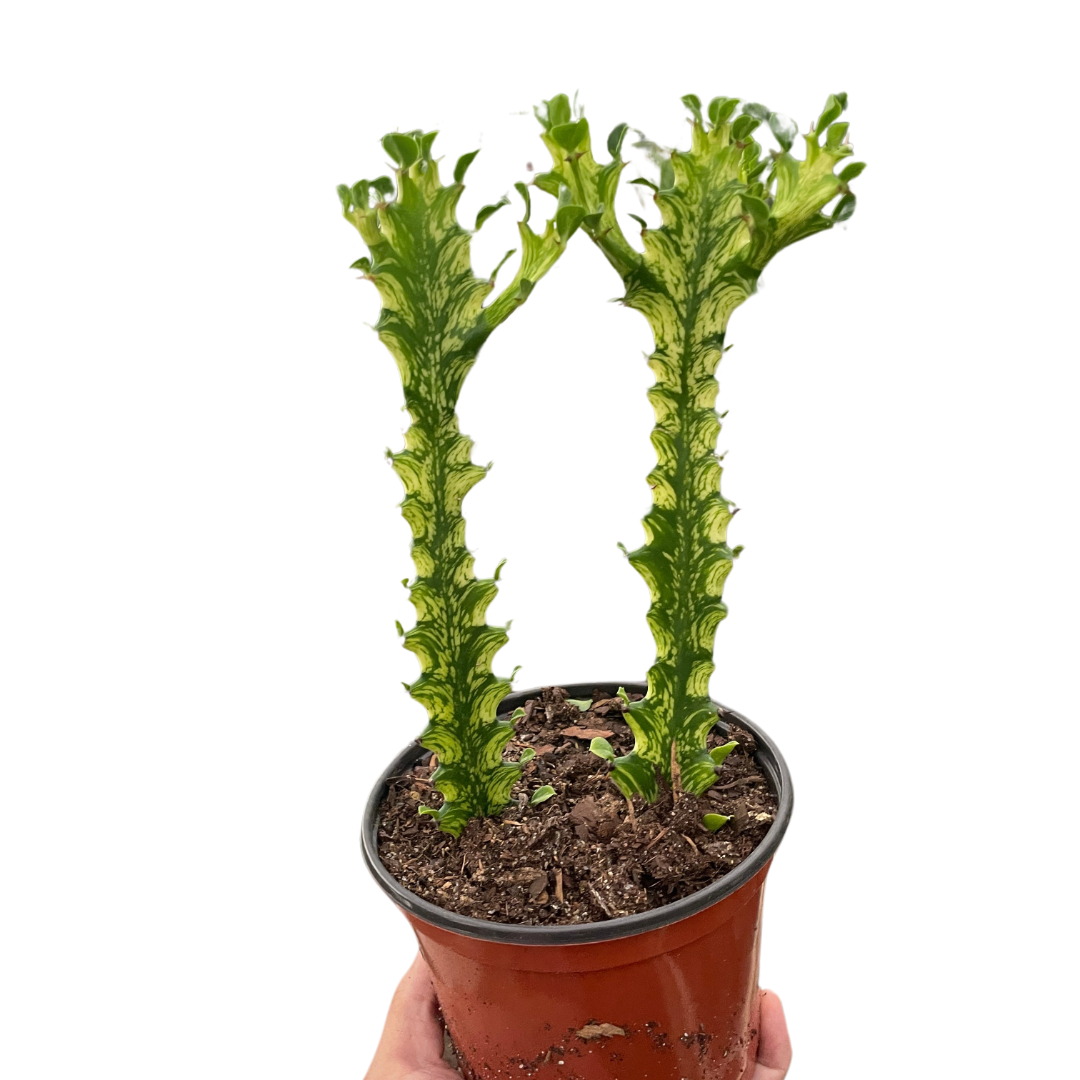 Euphorbia Trigona Mint Cream Variegated Multiple Size Pots Available