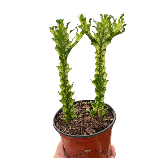 Euphorbia Trigona Mint Cream Variegated Multiple Size Pots Available