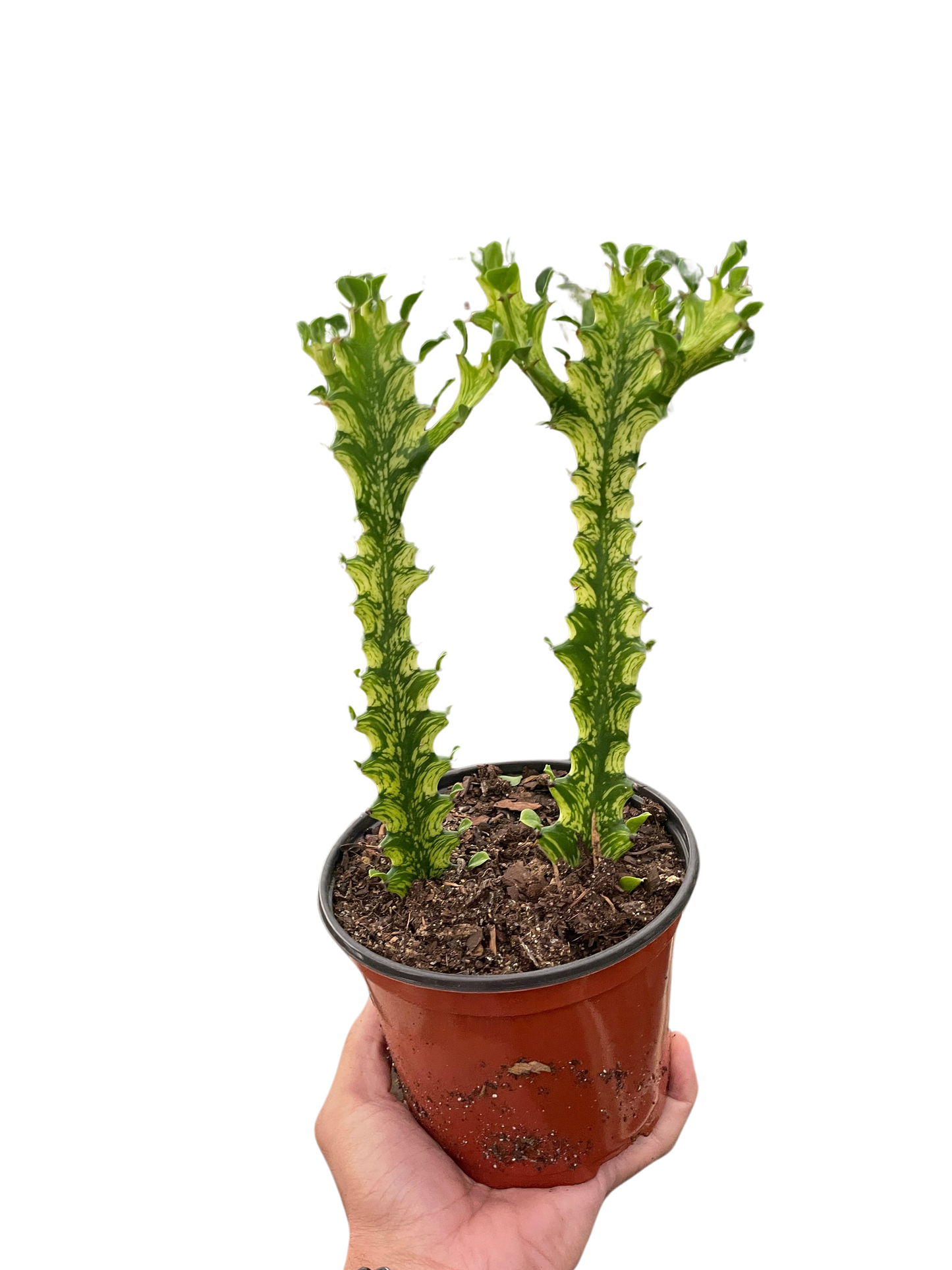 Euphorbia Trigona Mint Cream Variegated Multiple Size Pots Available