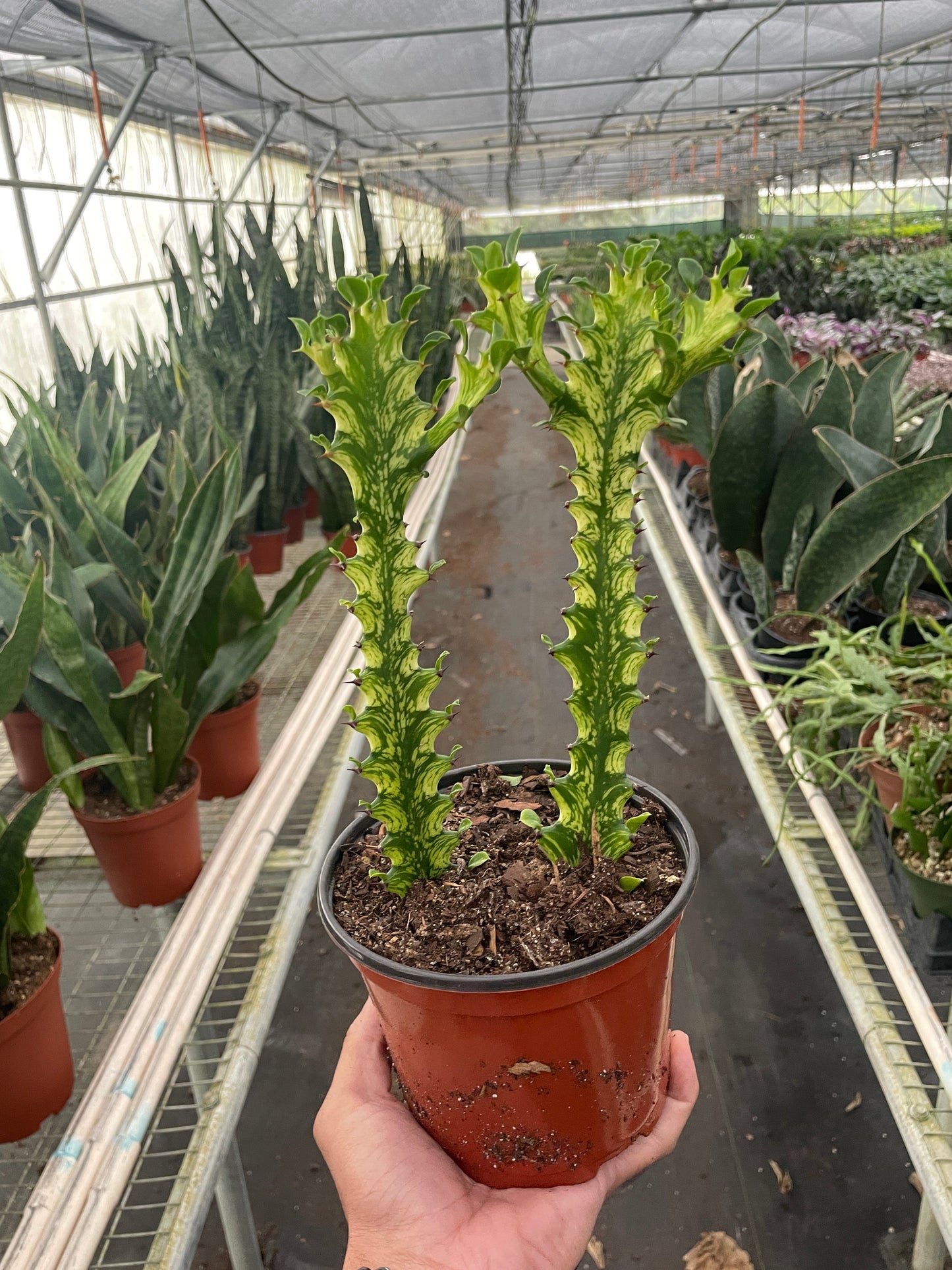 Euphorbia Trigona Mint Cream Variegated Multiple Size Pots Available