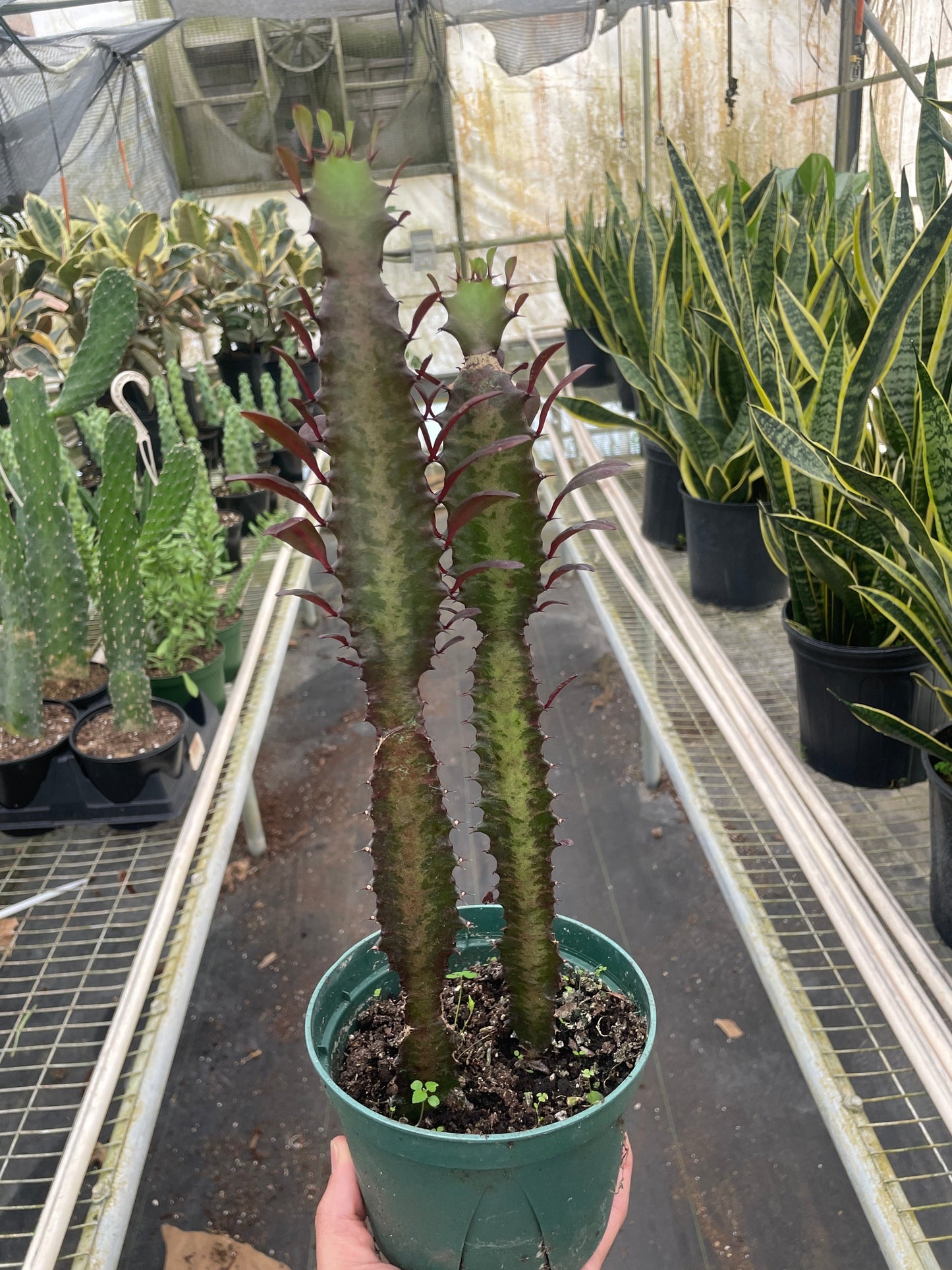 Succulent Euphorbia Trigona Rubra African Milk Tree Live plant Multiple Sizes Available