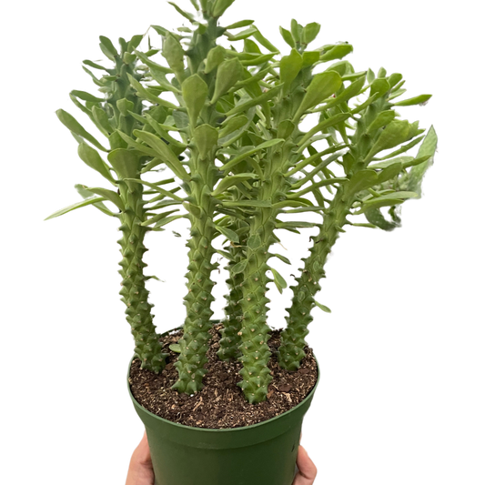 Sausage Spurge Euphorbia Guentheri Multiple Sizes Available