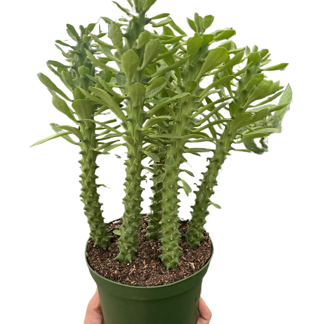 Sausage Spurge Euphorbia Guentheri Multiple Sizes Available