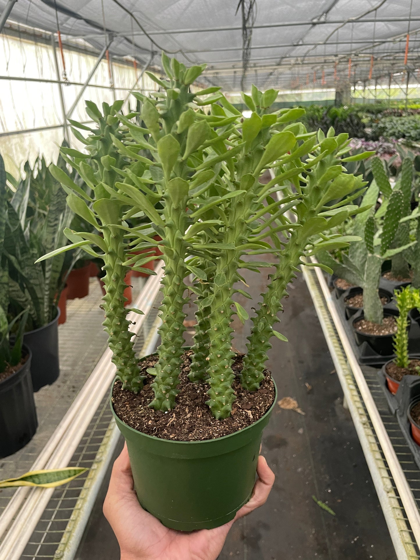 Sausage Spurge Euphorbia Guentheri Multiple Sizes Available