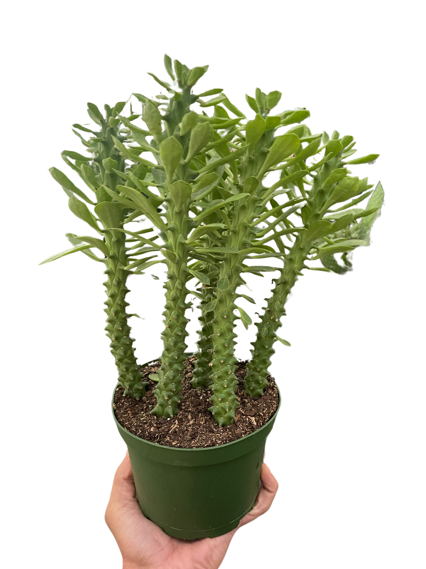 Sausage Spurge Euphorbia Guentheri Multiple Sizes Available