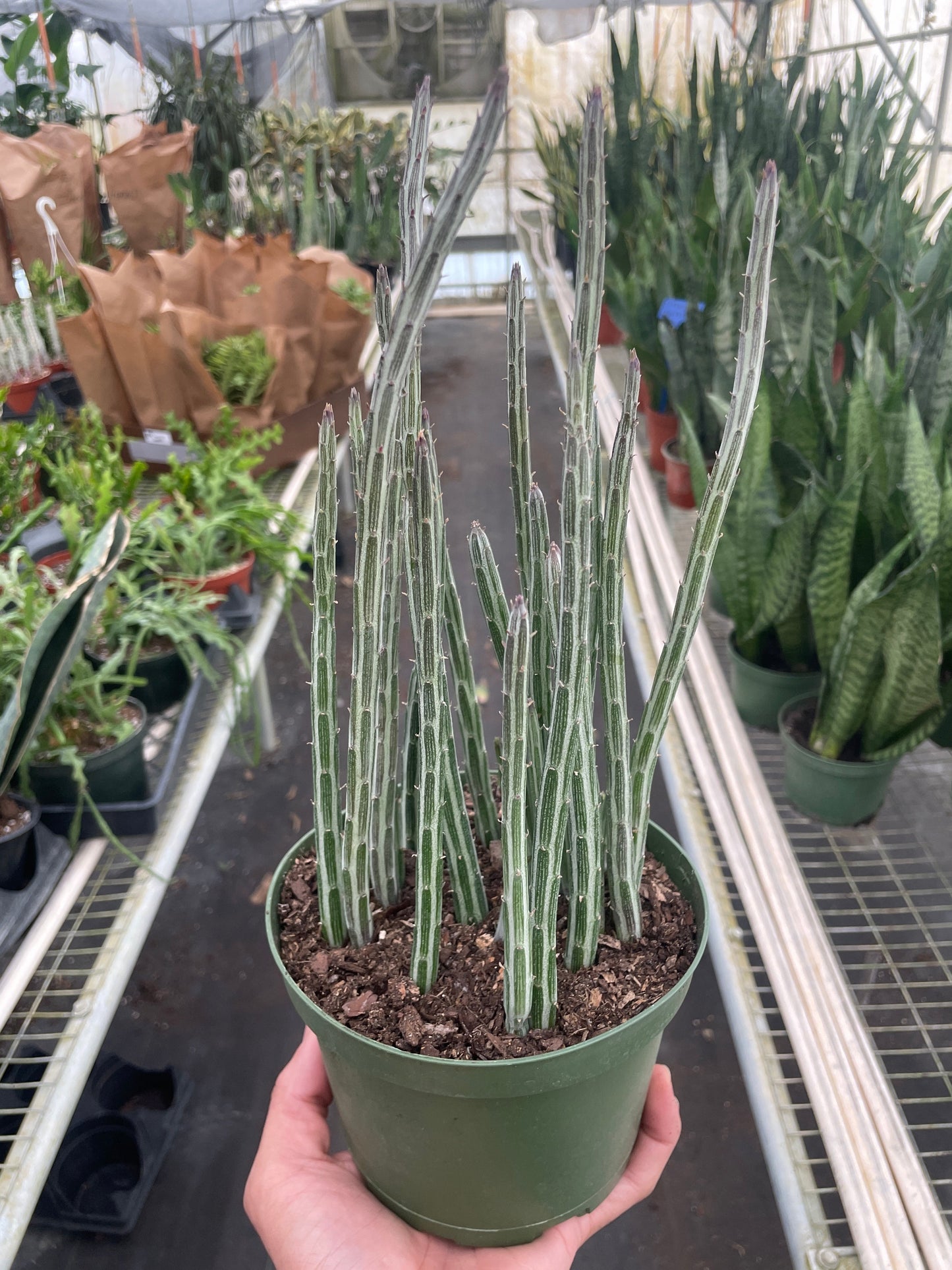 Pickle Plant Senecio Stapeliiformis Live Plant Multiple Sizes Available