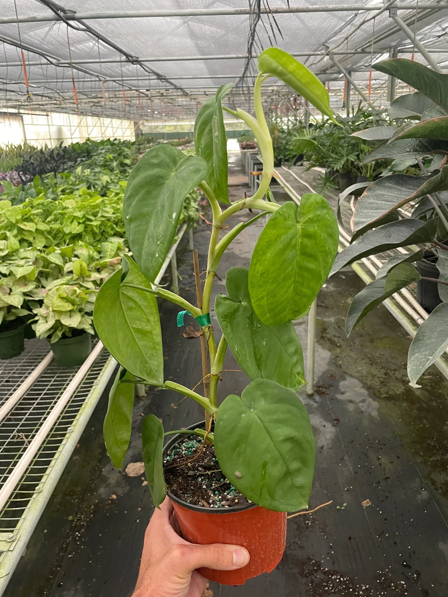 Syngonium 'Ice Frost' Live Plant