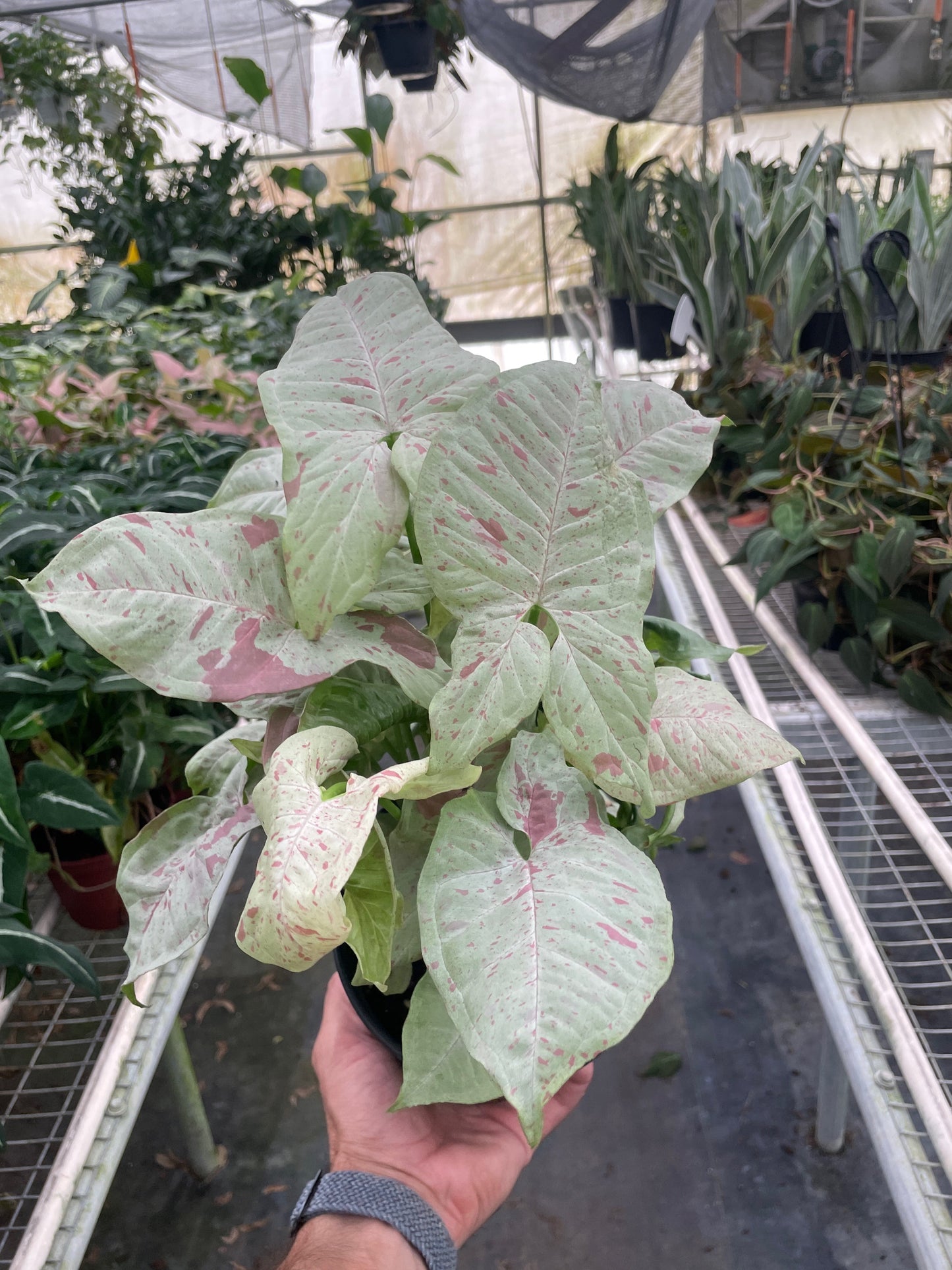 Syngonium Milk Confetti Arrowhead Plant Live Plant Multiple Sizes Available