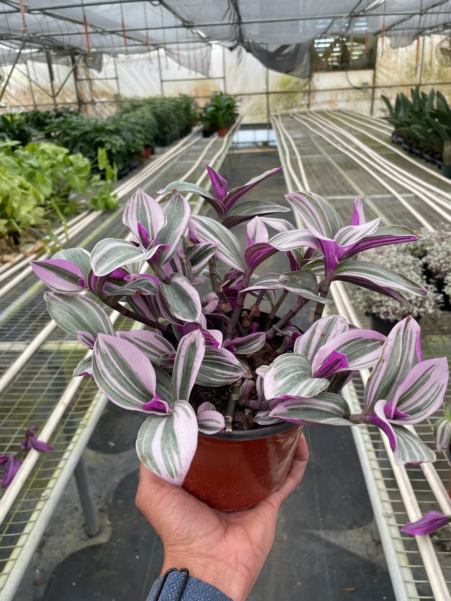 Tradescantia Nanouk Wandering Jew Live Plant Multiple Sizes Available