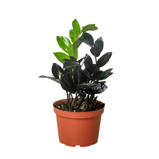 ZZ Zamioculcas Black Queen ZZ Plant Multiple Sizes Available