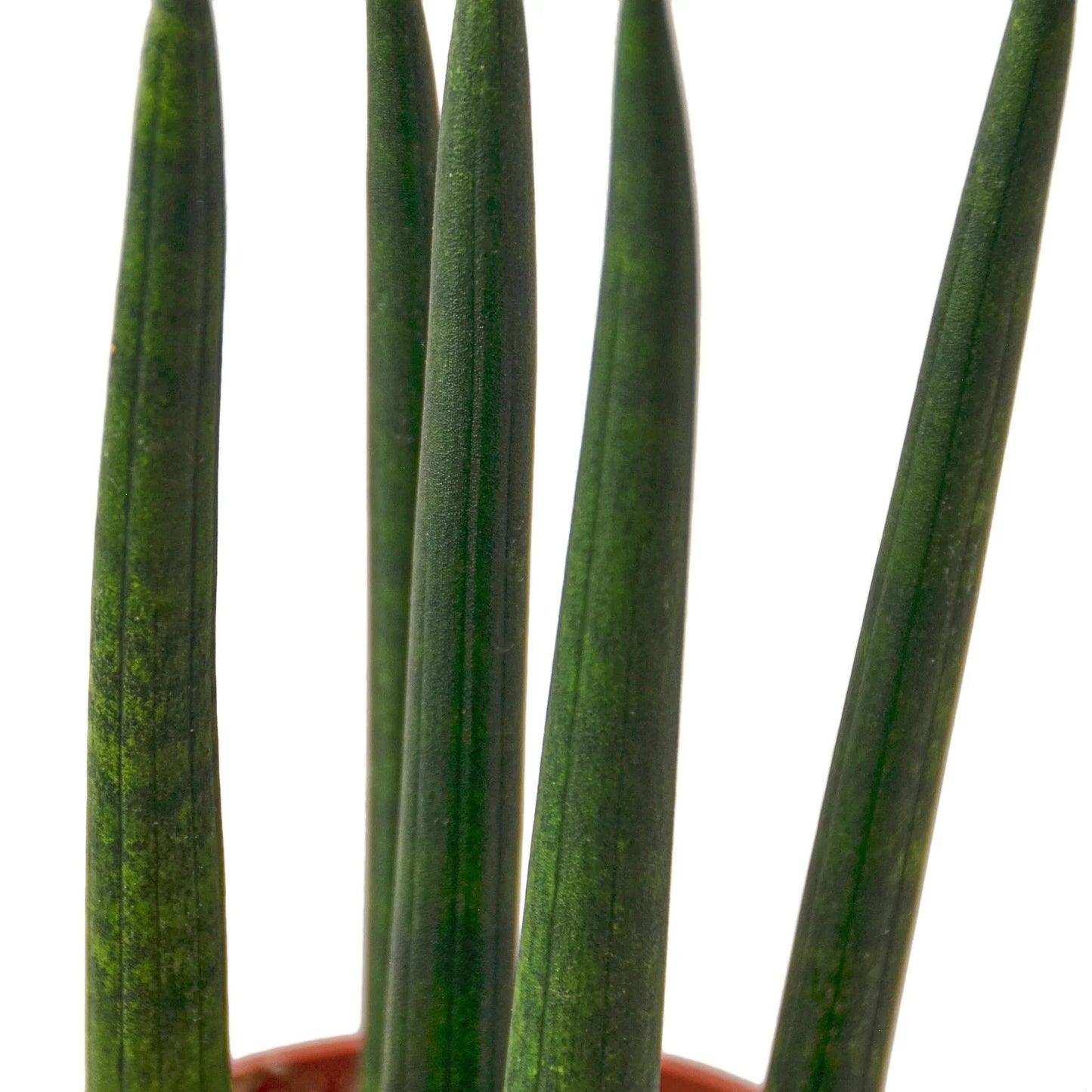 Sansevieria Cylindrica Snake Plant Live Plant Multiple Sizes Available