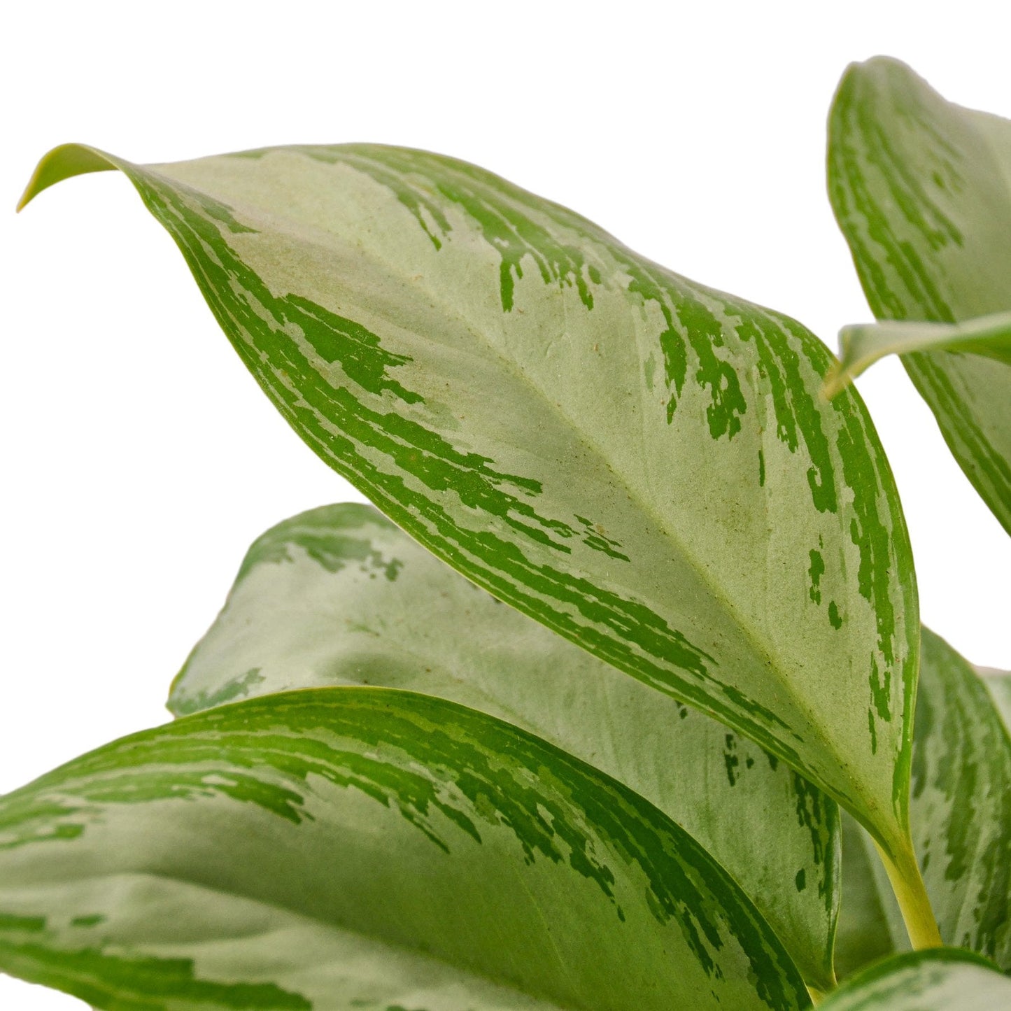 Aglaonema Silver Bay Chinese Evergreen Live Plant