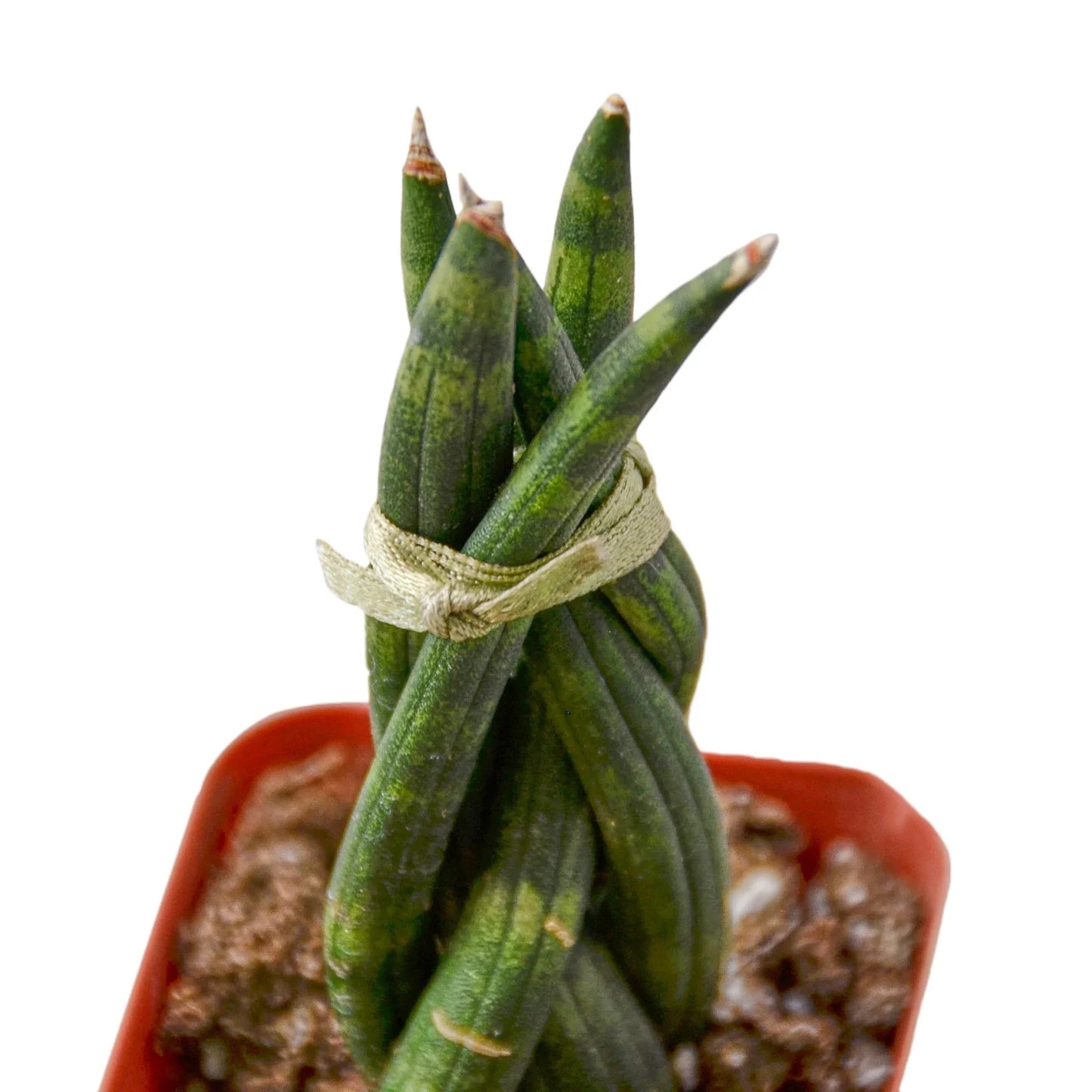 Sansevieria Braided Snake Plant Live Plant Multiple Sizes Available