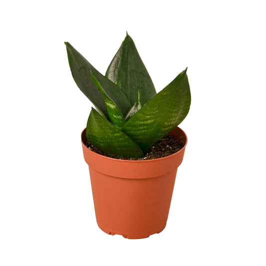 Sansevieria Jade Snake Plant Live Plant Multiple Sizes Available