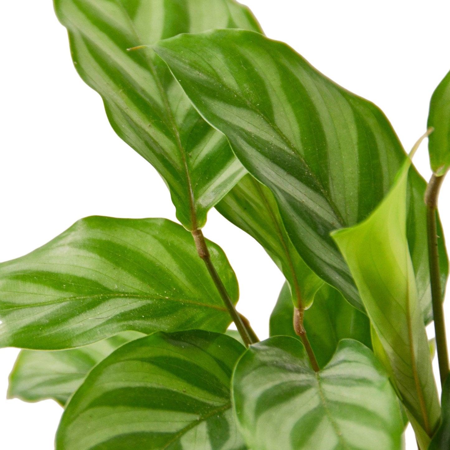 Calathea Concinna 'Freddie' Peacock Plant Live Plant