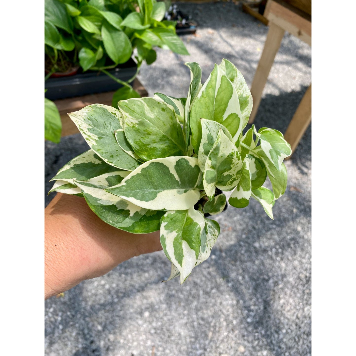 Pothos Scindapsus Wilcox or Devil's Ivy N'joy 3" Pot Live Plant