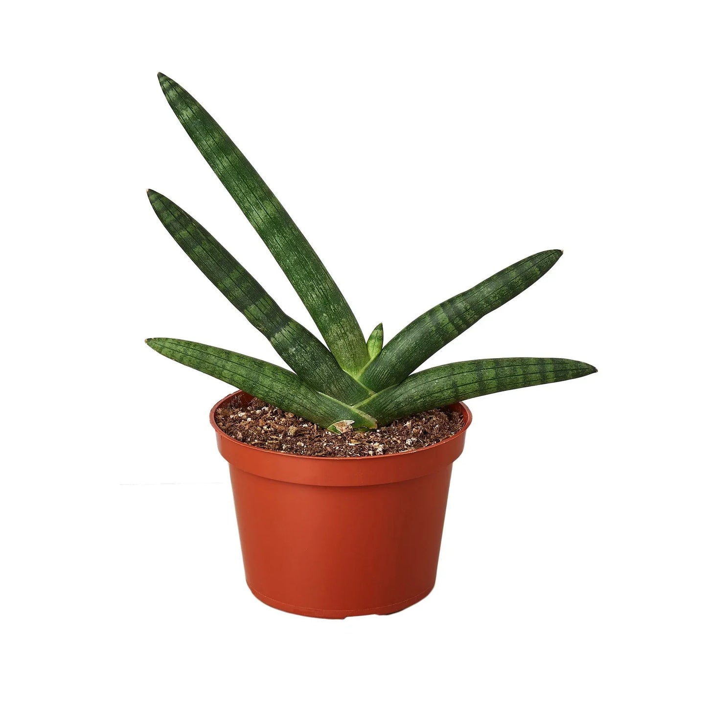 Sansevieria Starfish Snake Plant Live Plant Multiple Sizes Available