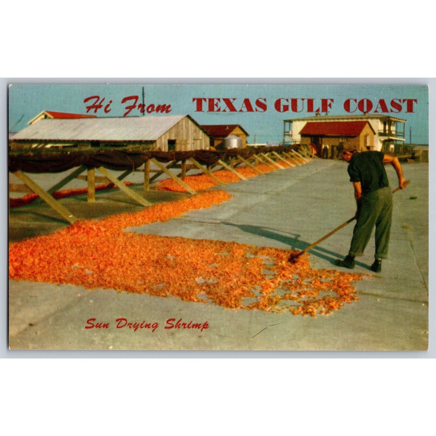 Texas TX Gulf Coast Sun Drying Shrimp Chrome Postcard Baxtone View Gram