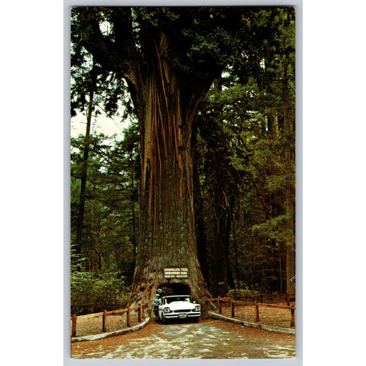 Leggett CA California Chandelier Drive Thru Tree 1950s Chrome Postcard Unused