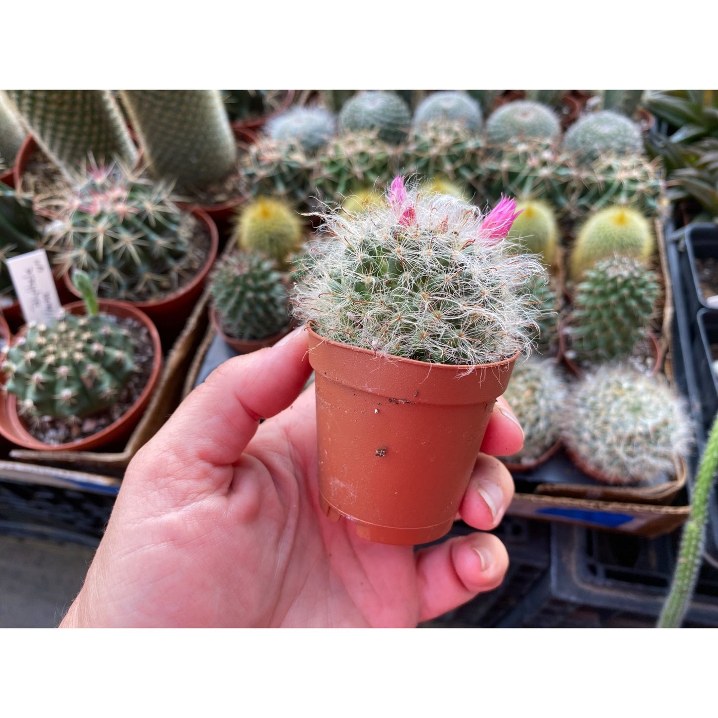 Cactus Powder Puff or Mammillaria bocasana 3" Pot Live Plant