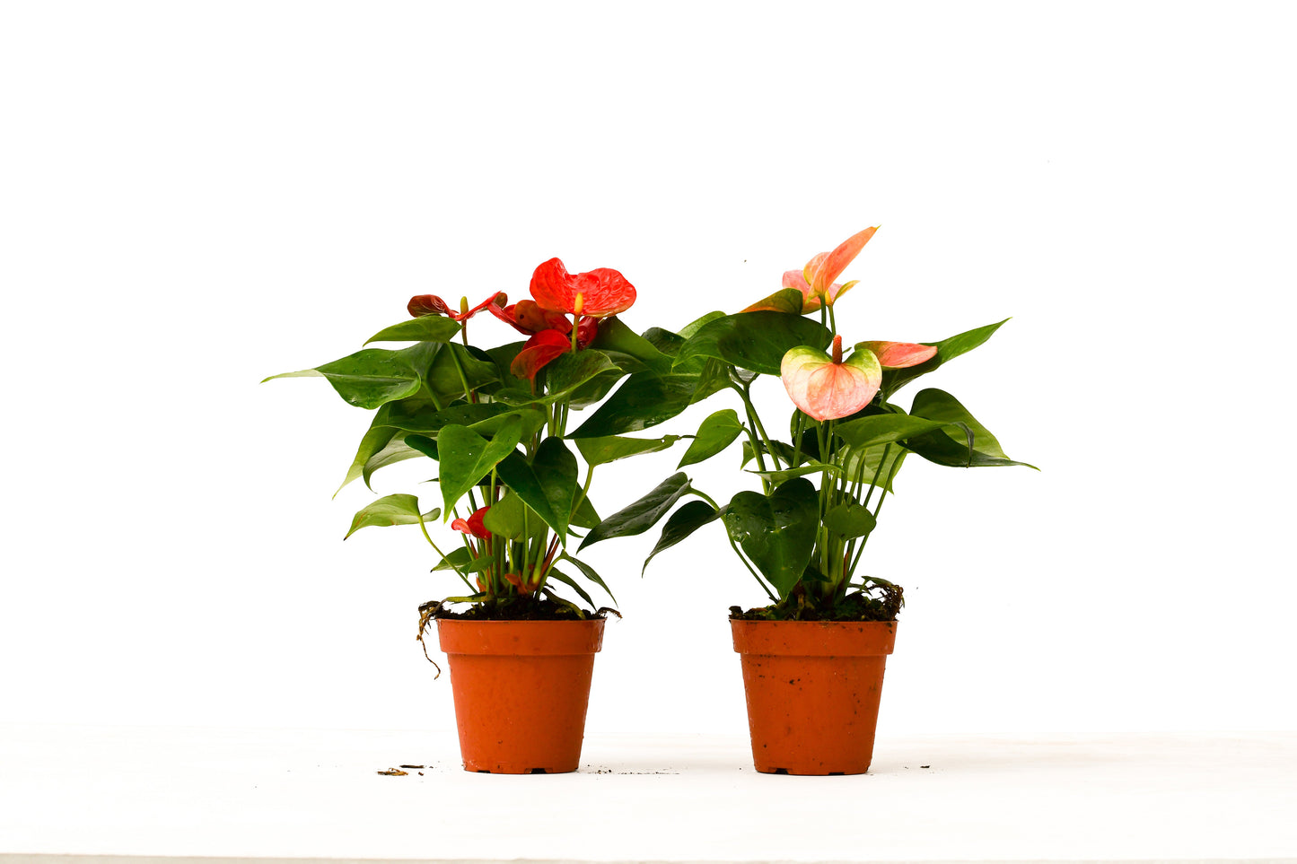 Anthurium Variety Pack - Two 4" Pots Live Plants Per Pack