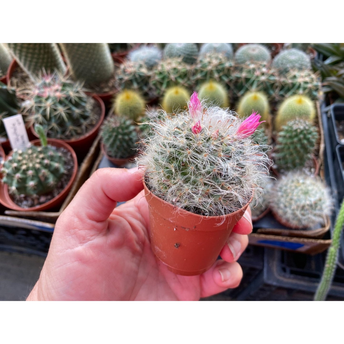 Cactus Powder Puff or Mammillaria bocasana 3" Pot Live Plant