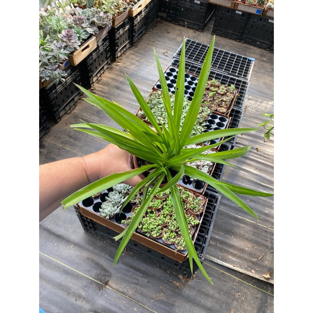 Spider Plant Airplane Plant Chlorophytum Comosum Solid Green 4" Pot Live Plant