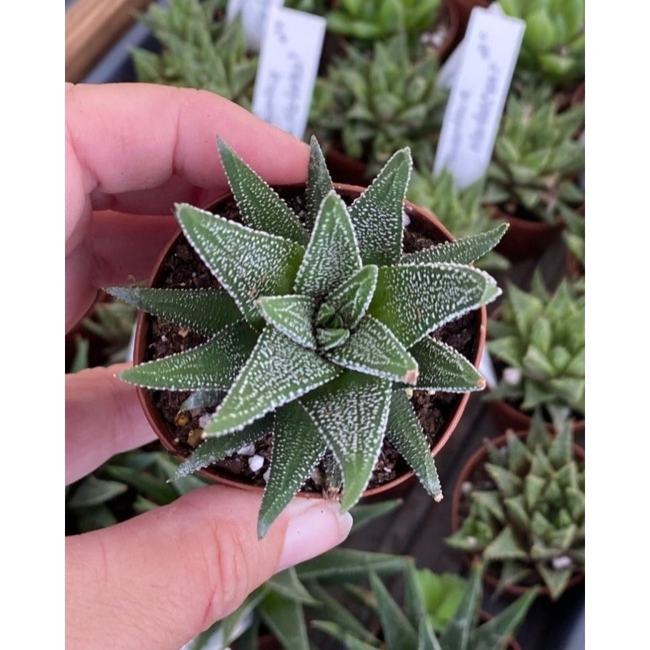 Succulent Haworthia fasciata Cape Town 2" Pot Live Plant