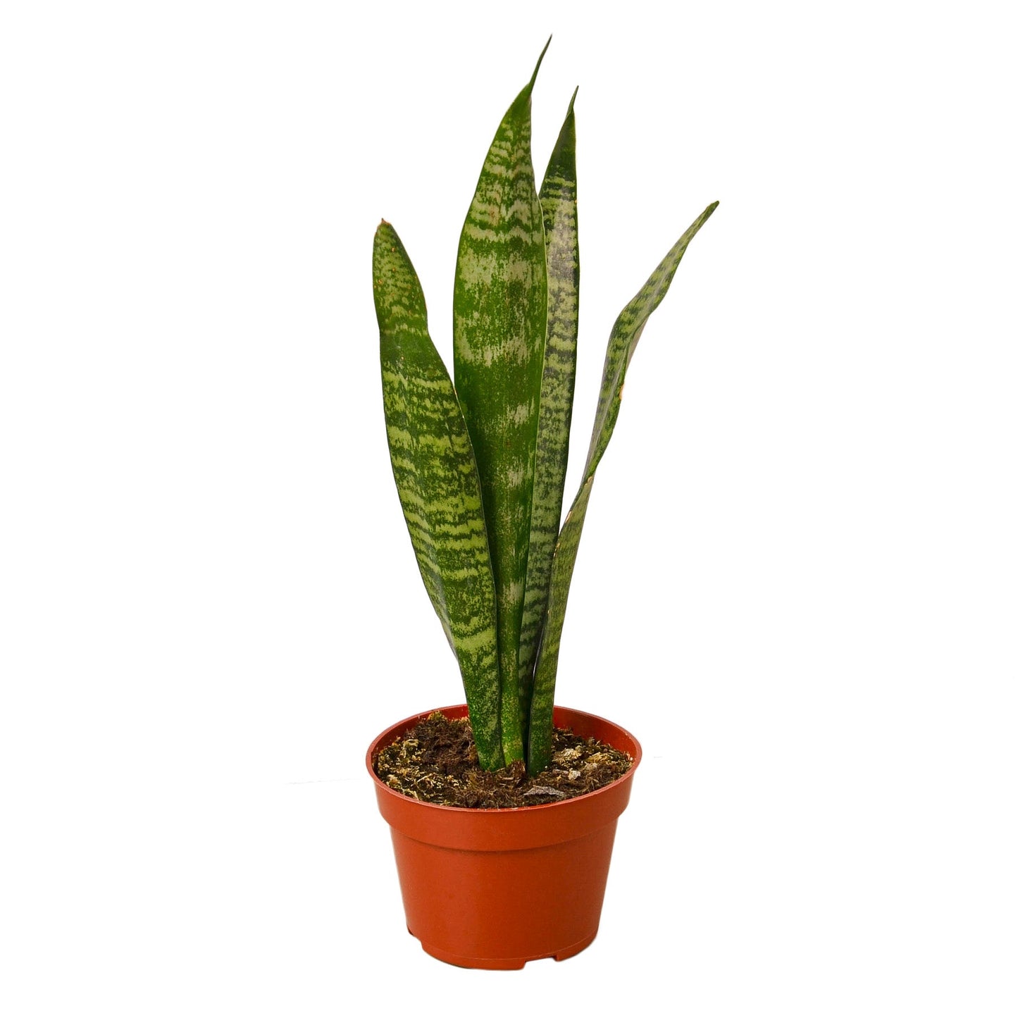 Sansevieria Zeylanica Snake Plant Live Plant Multiple Sizes Available