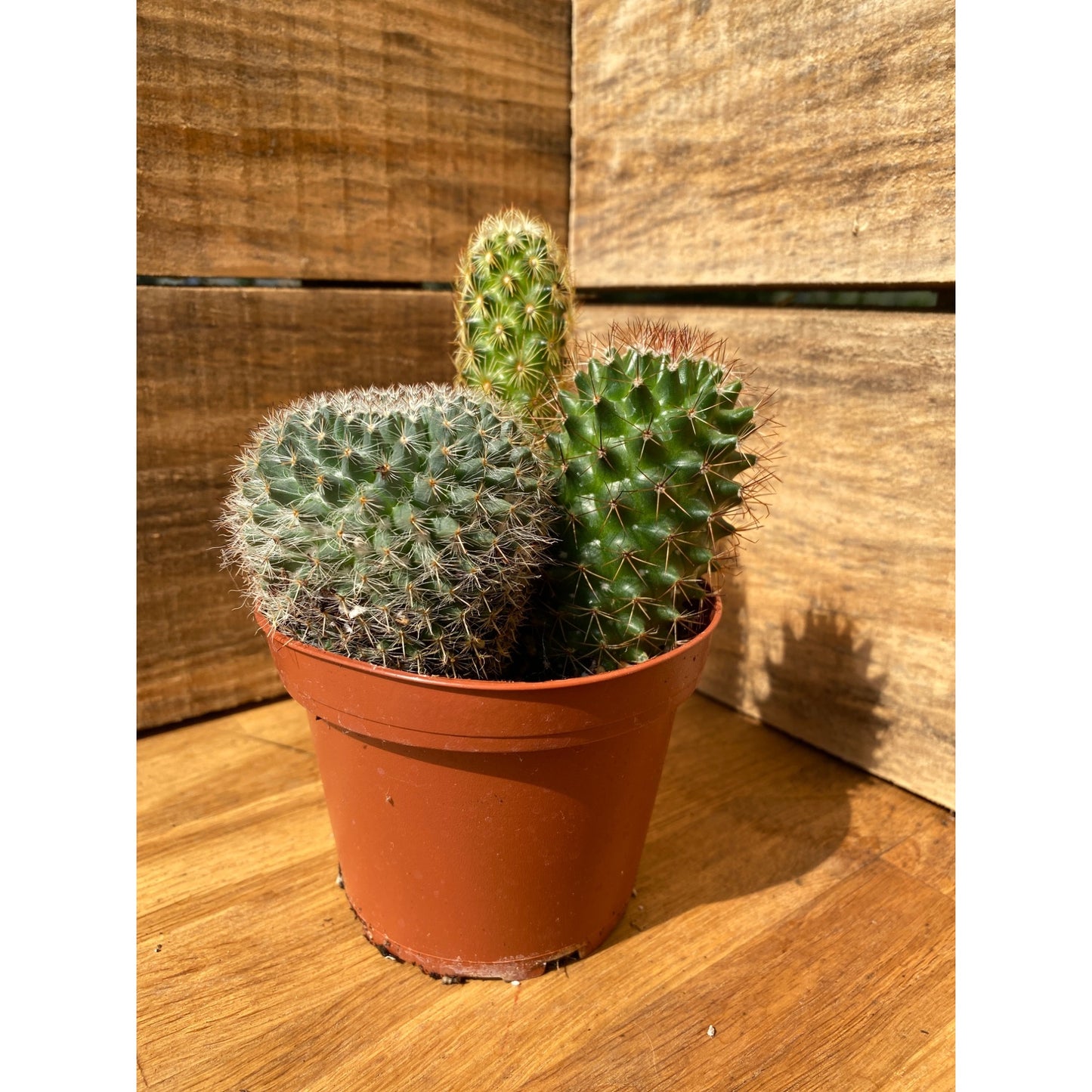 Cacti Cactus Combo #1 Three Cactus per 4" Pot Live Plants