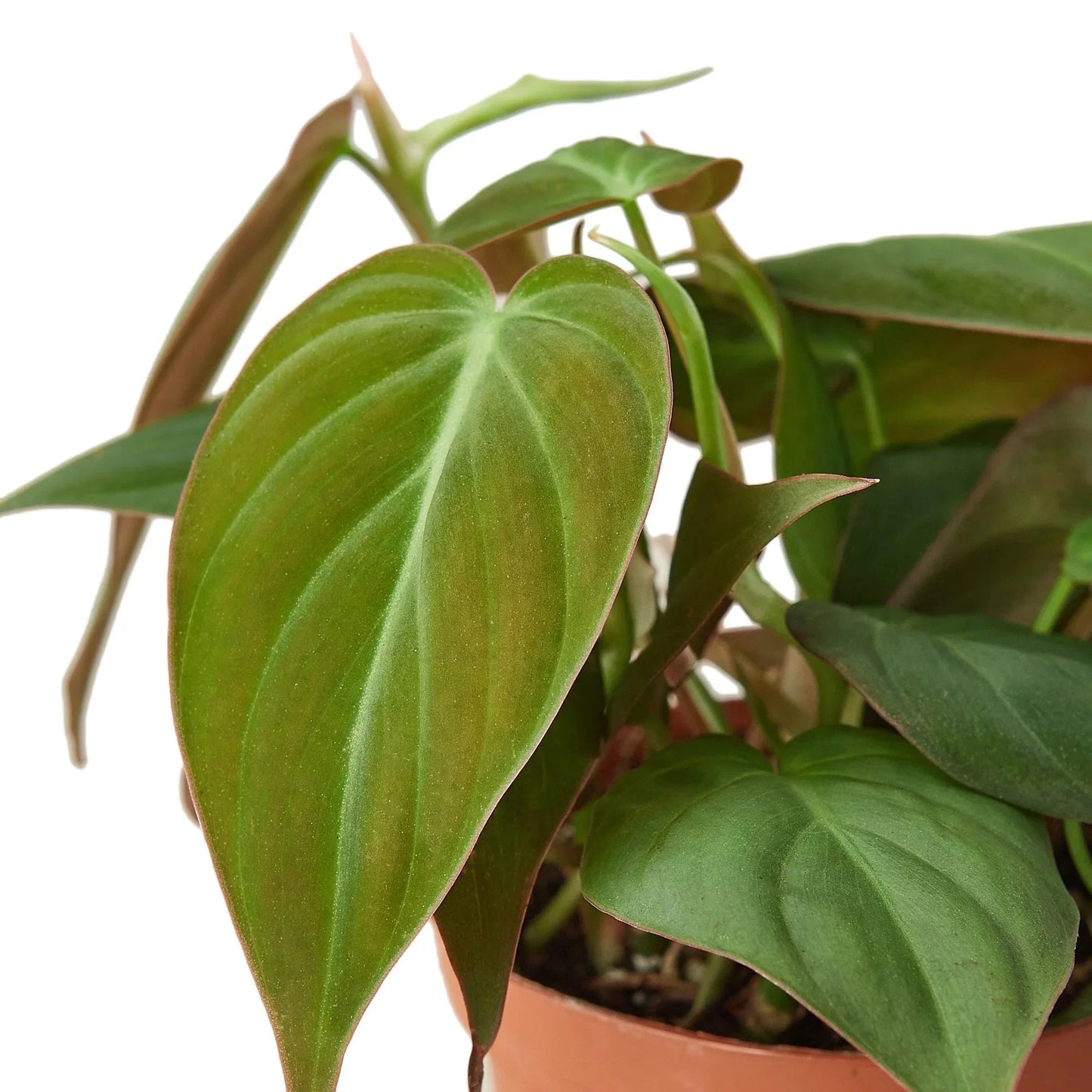 Philodendron Hederaceum Velvet Micans Heartleaf Live Plant Multiple Sizes Available