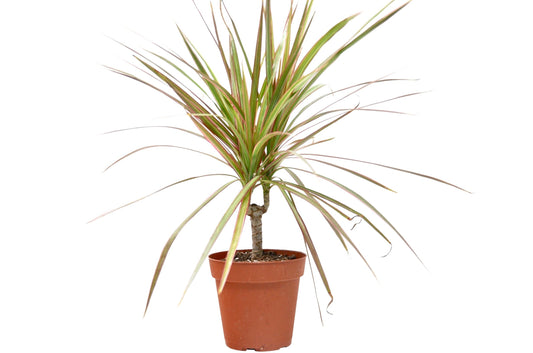 Dracaena Marginata Red Margined Madagascar Dragon Tree 4" Pot