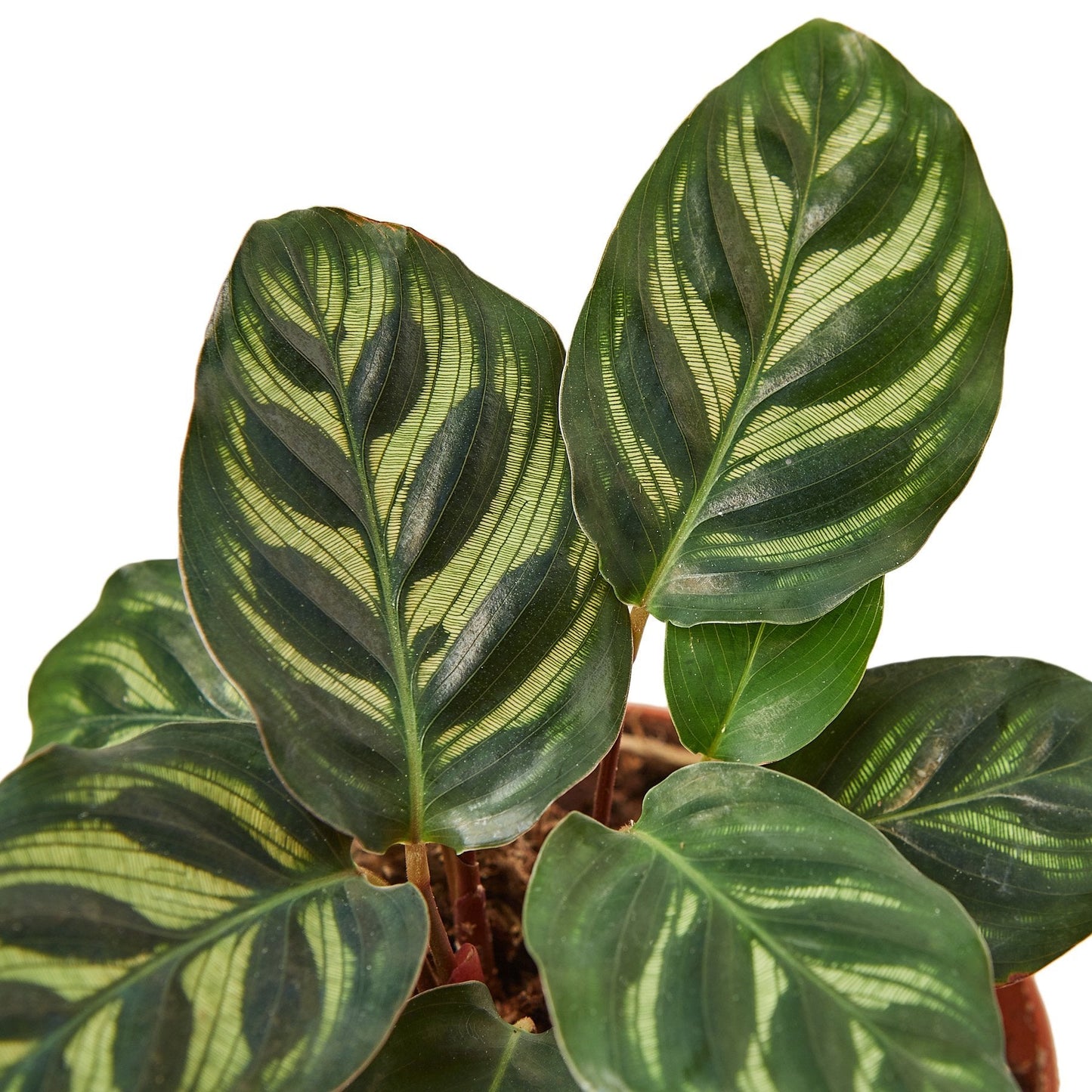 Calathea 'Makoyana' Peacock Plant Live Plant