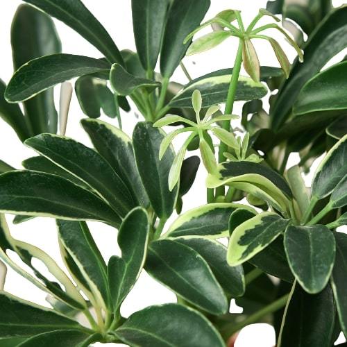 Schefflera Moonlight Dwarf Umbrella Plant Variegated Live Plant Multiple Sizes Available