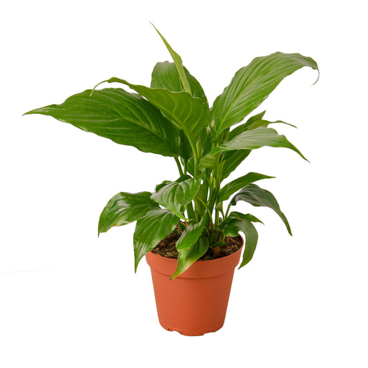 Peace Lily Spathiphyllum  Assorted Sizes Available Live Plant