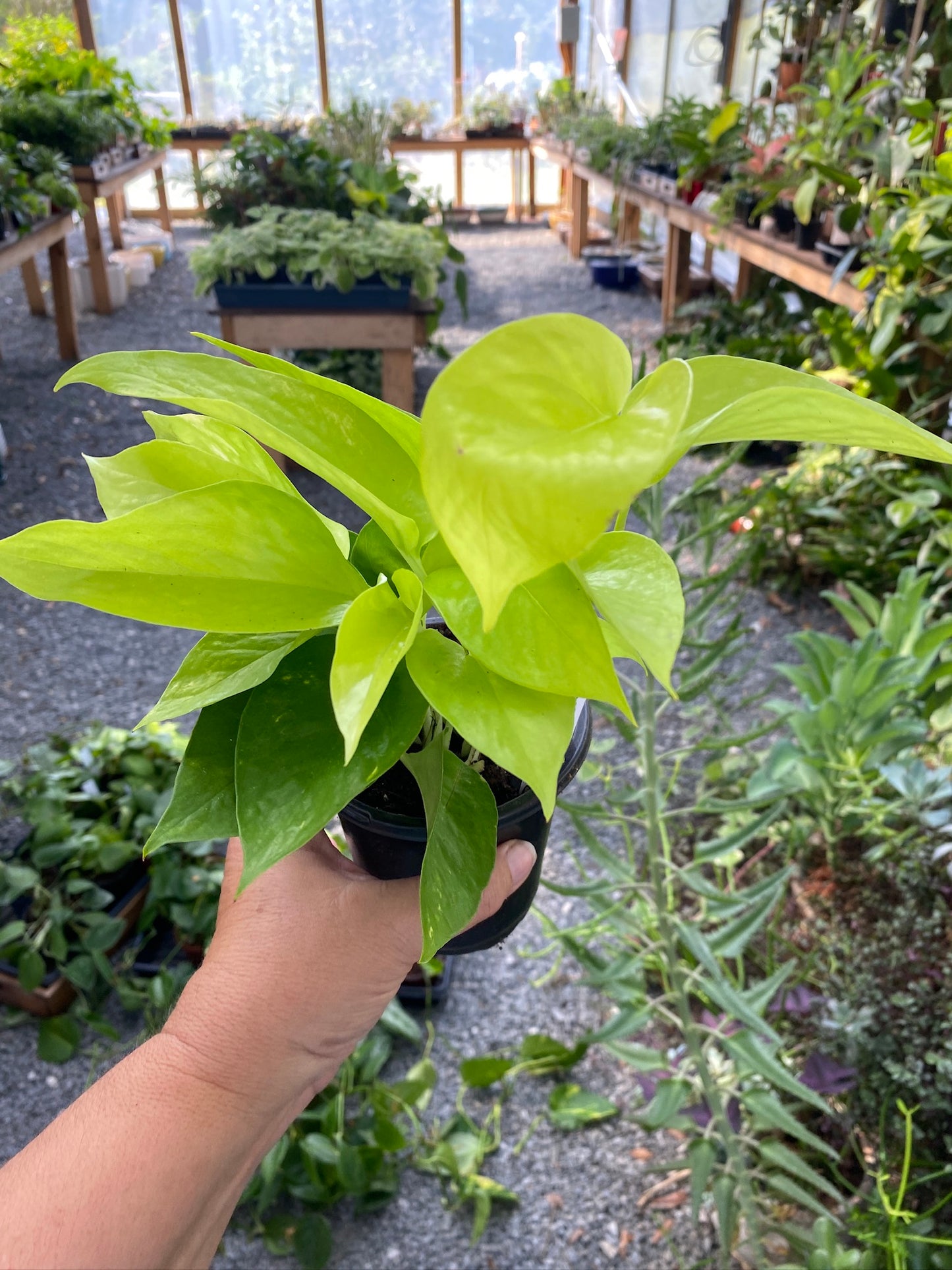 Pothos or Devil's Ivy Neon 4" Pot Live Plant