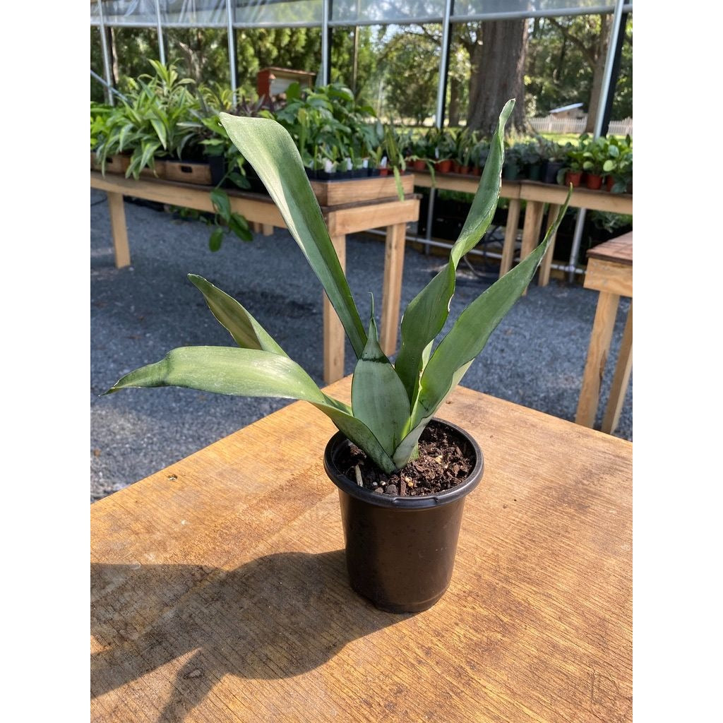 Sansevieria Moonshine Snake Plant 4" Pot Live Plant