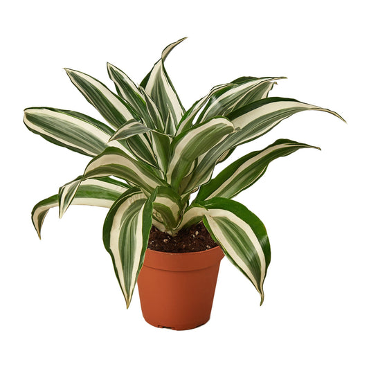 Dracaena Warneckii White Jewel Dragon Tree Multiple Sizes Available