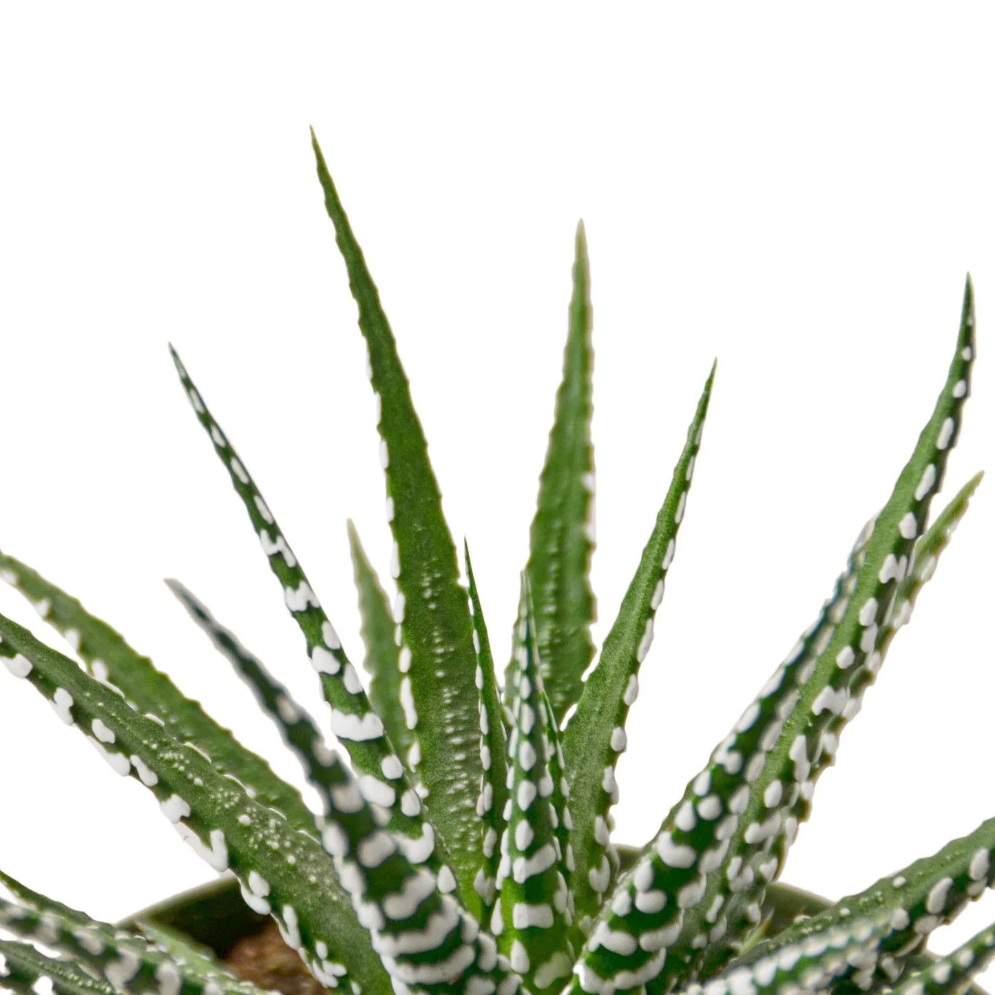 Haworthia Zebra Succulent Live Plant Multiple Sizes Available