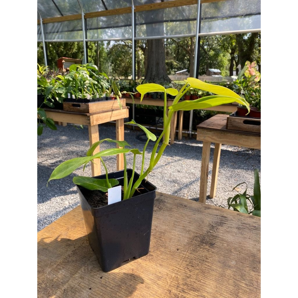 Philodendron Bipennifolium Golden Violin 4 Inch Tall Pot Live Plant