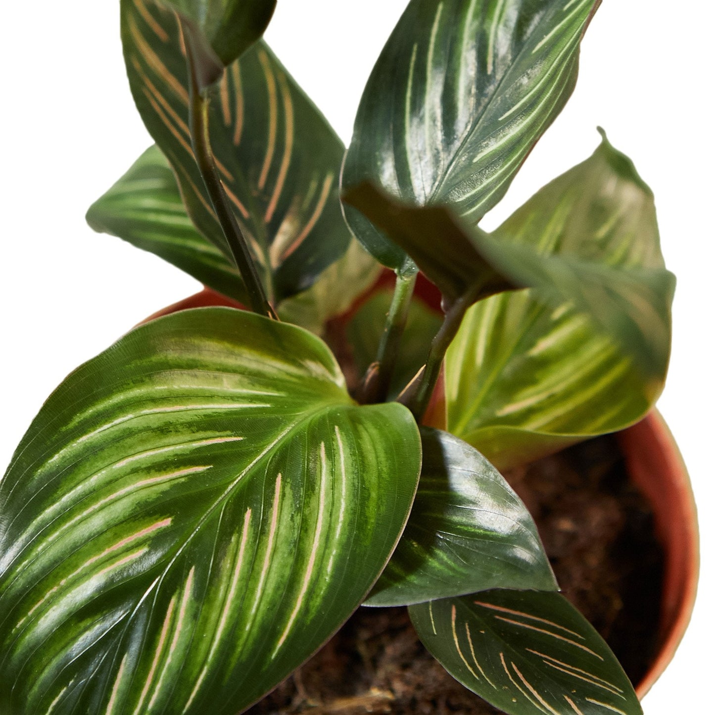 Calathea 'Beauty Star' Peacock Plant Live Plant