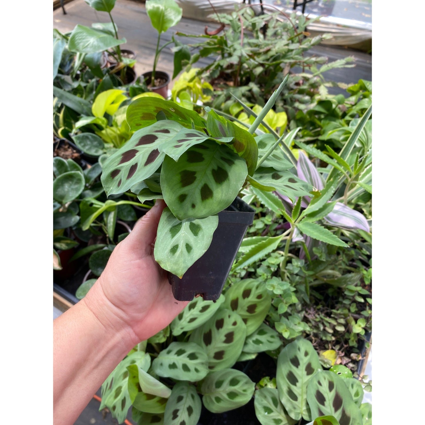 Prayer plant or Maranta Leuconeura Green 2.5" Tall Pot